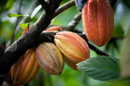 Cacao