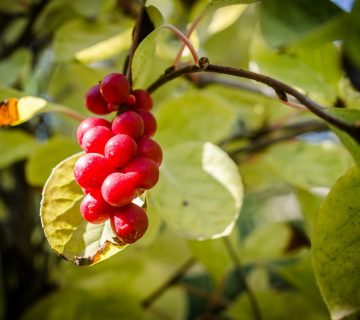 Schisandra Powder | Organic Foods UK | Impact Foods International Ltd.